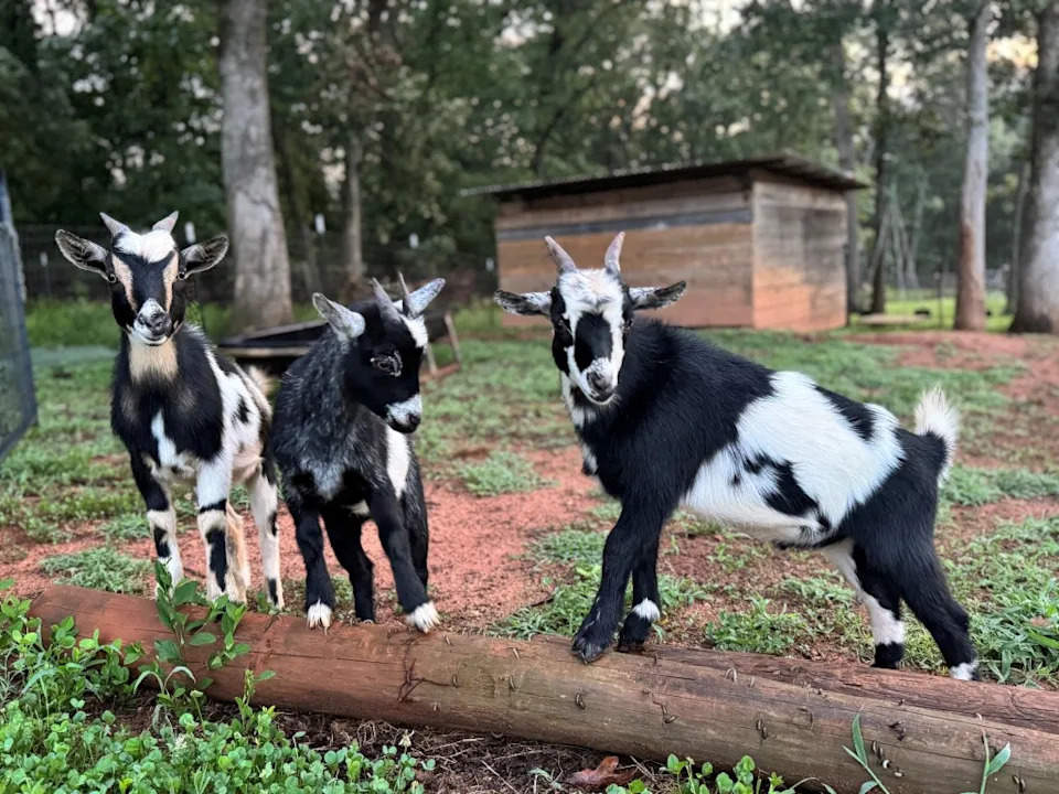 Family Petting-Zoo Party Leads to Rabies Alert — Guests Urged to Get Immediate Assessment