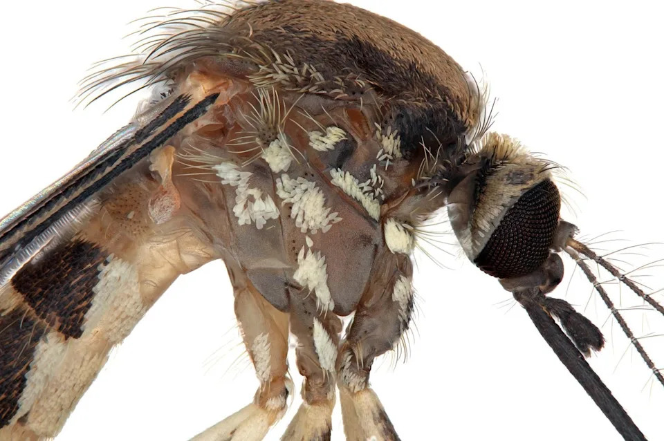New Mosquito Species Detected in U.S.: Aedes amateuri Found in Arizona Mountains, Disease Risk Unknown