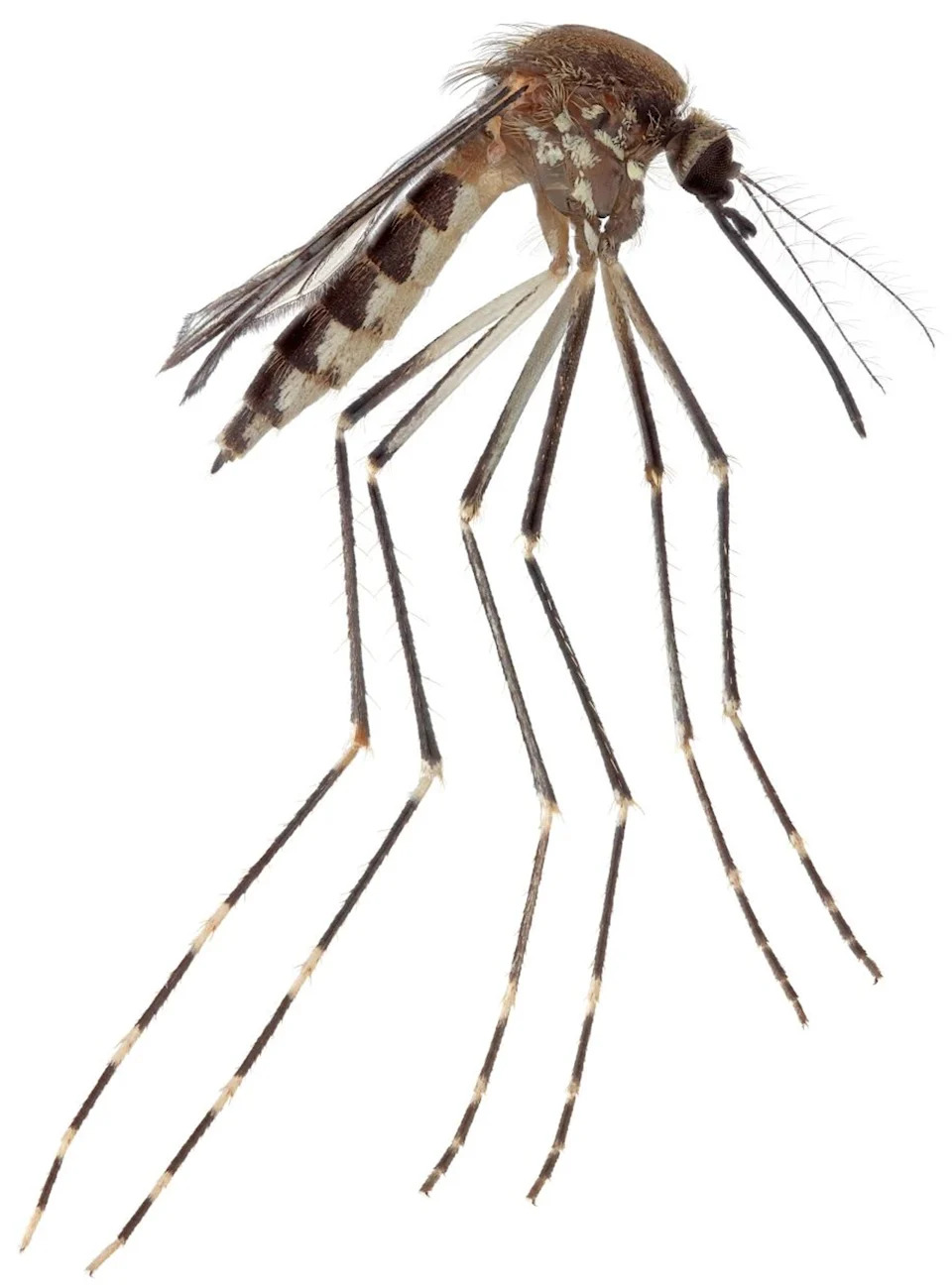 New Mosquito Species Detected in U.S.: Aedes amateuri Found in Arizona Mountains, Disease Risk Unknown