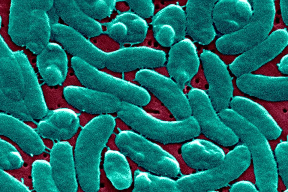 Četvrta Smrt U Floridi Povezana Sa Vibrio vulnificus, Bakterijom Povezanom Sa Ostrigama