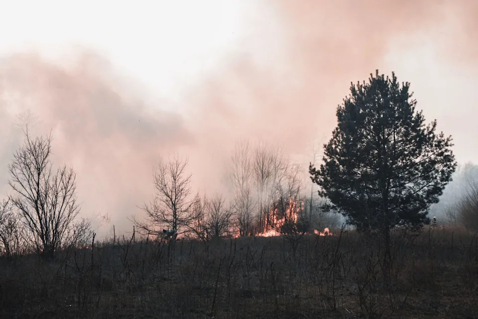 Praistorijski požari blizu Južnog pola: munje, jantar i torfovi pre 90 miliona godina