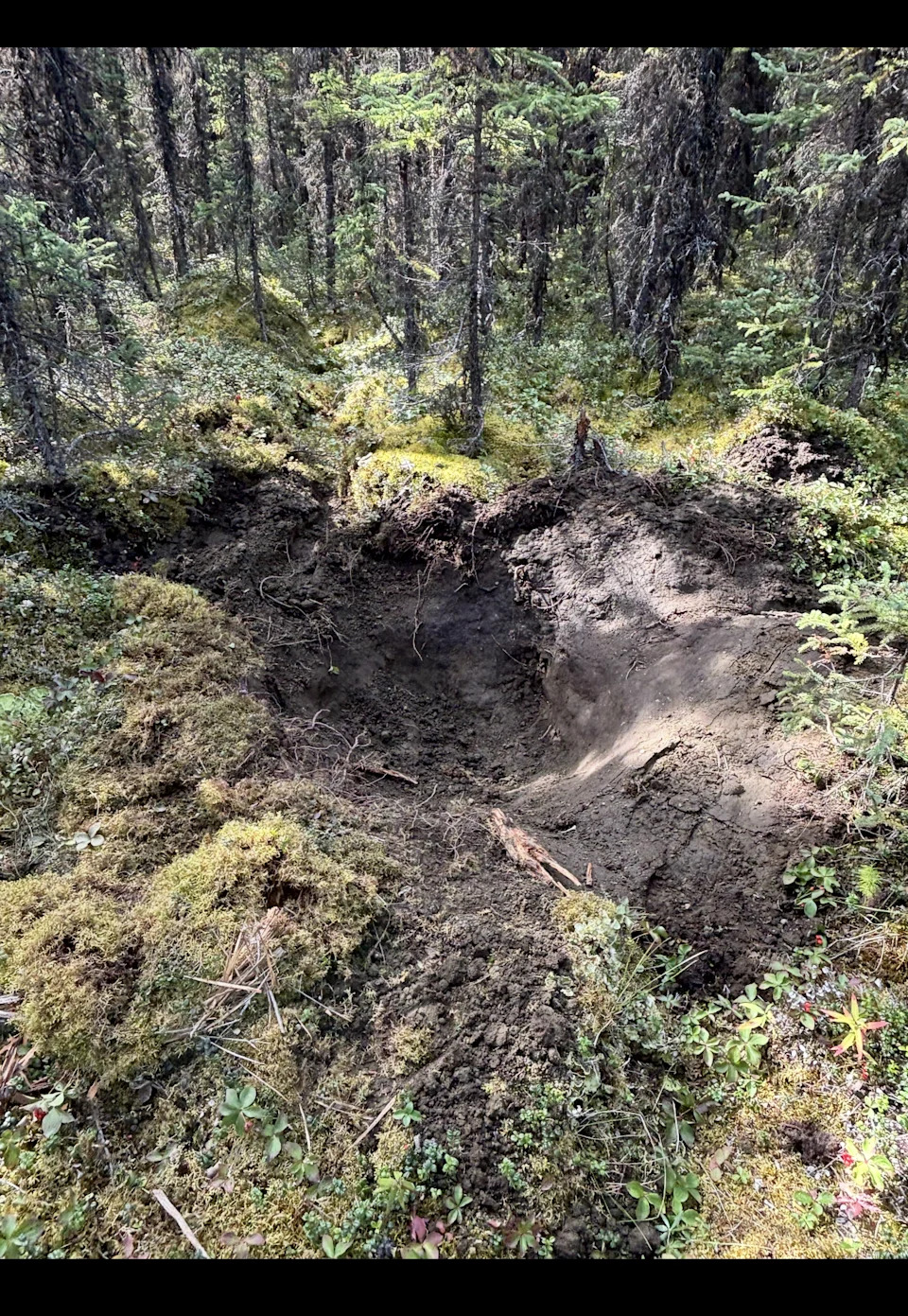 ‘I’m Glad I Blacked Out’: Moose Hunter Miraculously Escapes Brown Bear Attack Near Soldotna