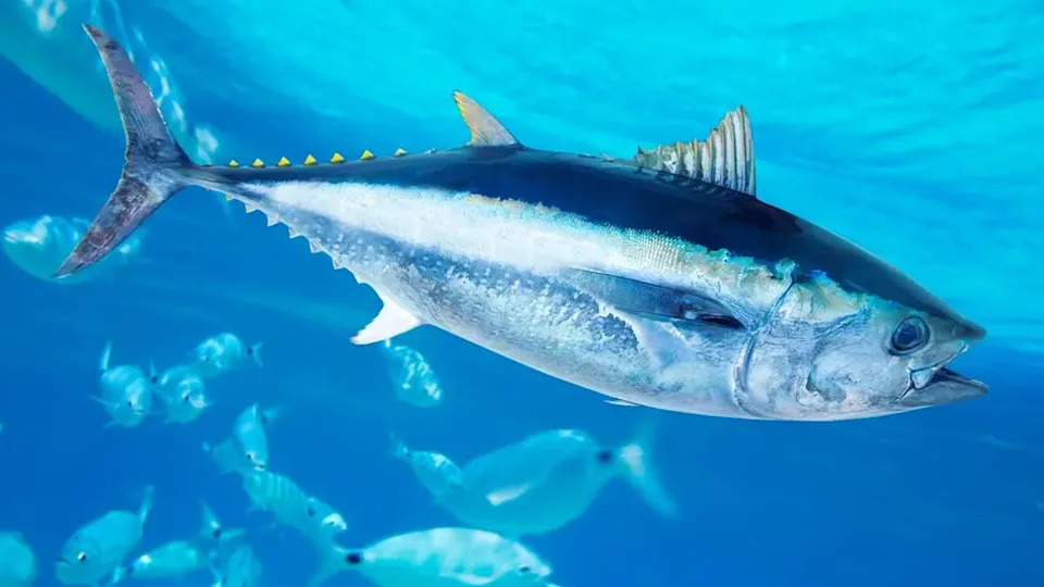 Plava tuna se vraća u britanske vode — nauka, kvote i nova pravila za ribare