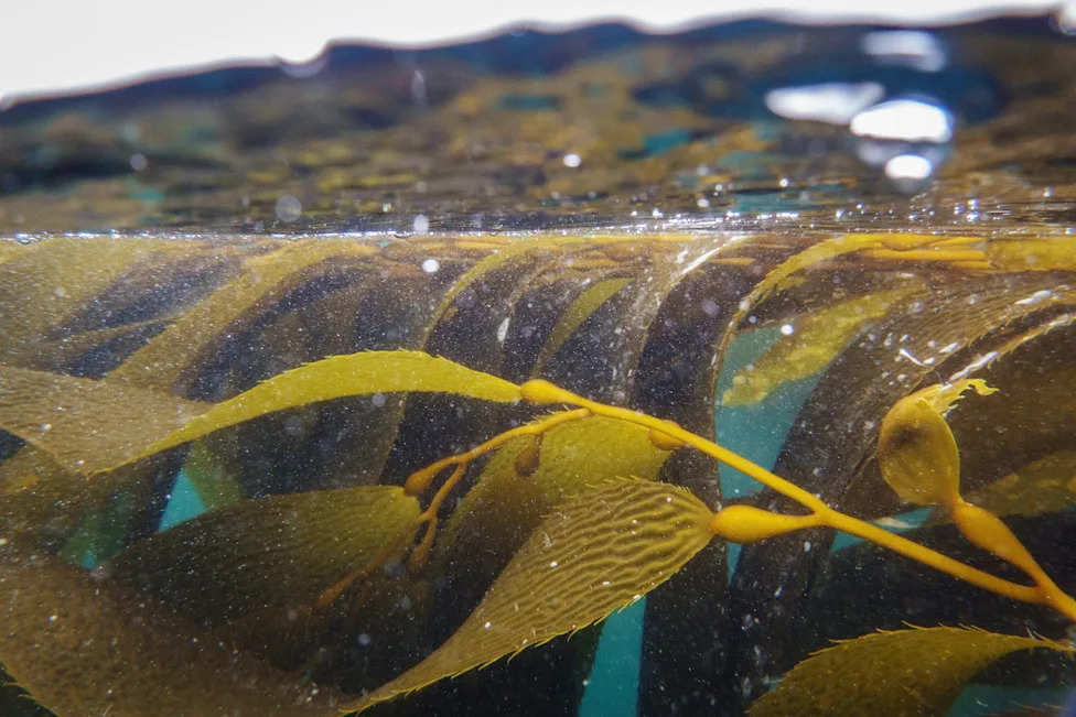 California Clears Way for Nation’s Largest Offshore Kelp Farm Near Ventura