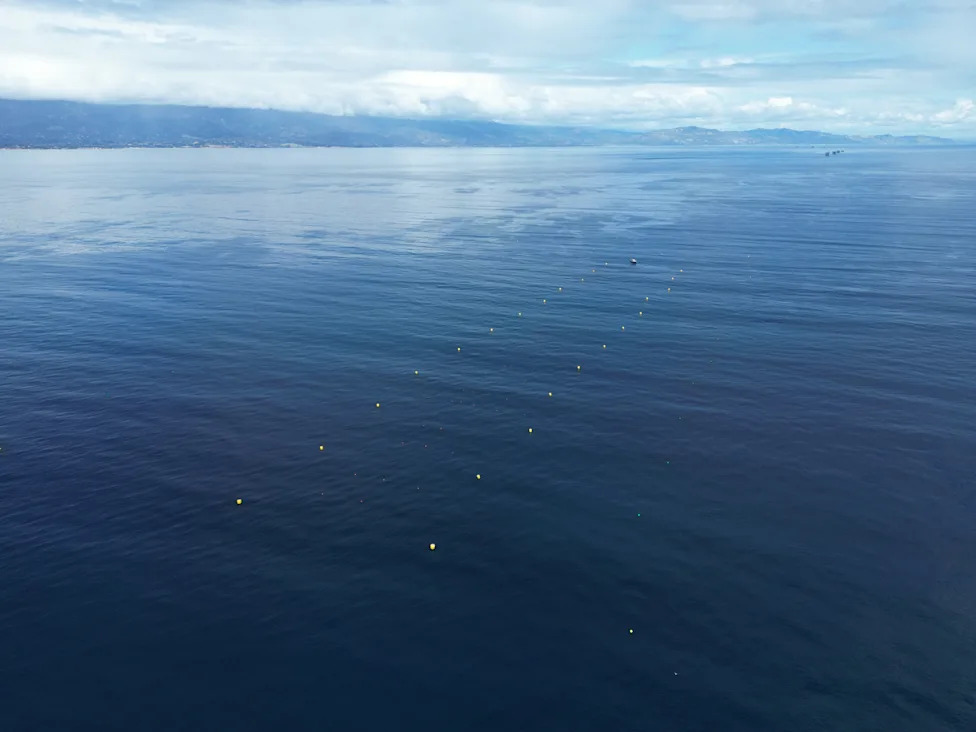 California Clears Way for Nation’s Largest Offshore Kelp Farm Near Ventura
