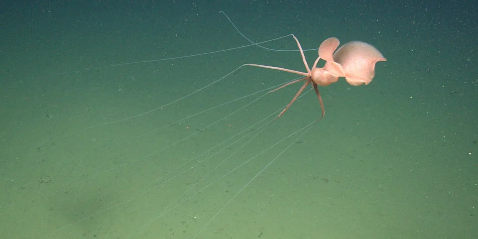 Rare Deep‑Sea Bigfin Squid Filmed for First Time Off California, 3,277 m Down
