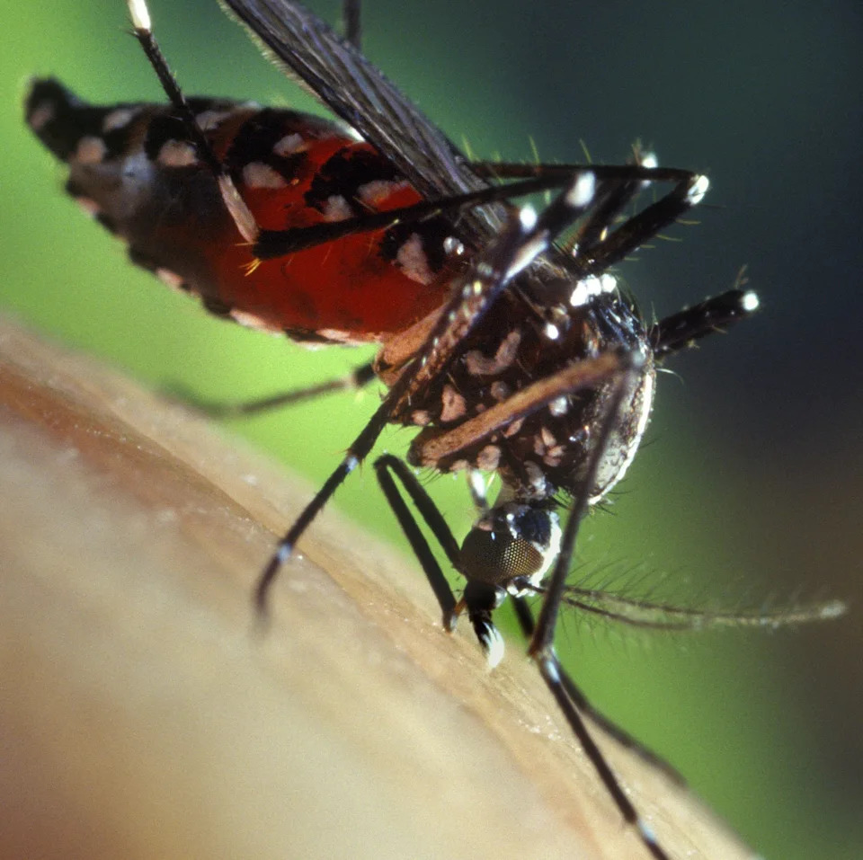 Virus Zapadnog Nila Širi Se Evropom Dok Temperature Rastu