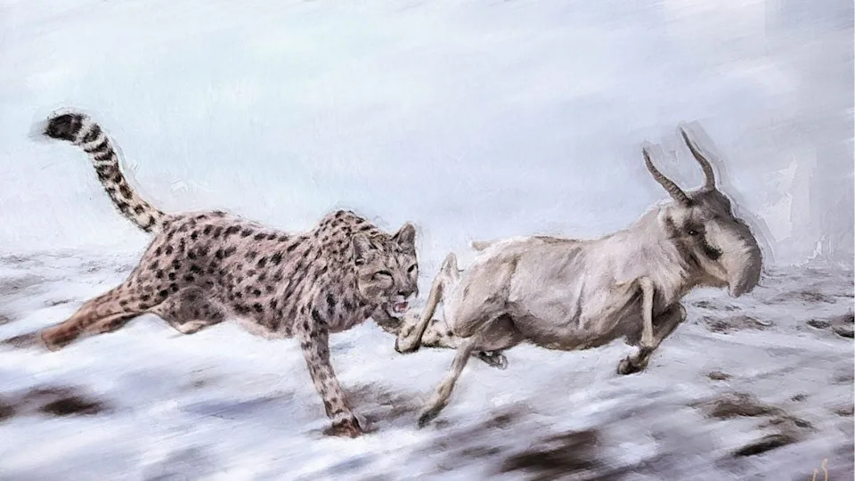 Nova studija razotkriva: „američki gepard“ nije bio gepard — bliži je pumi i čak je lovio ribu