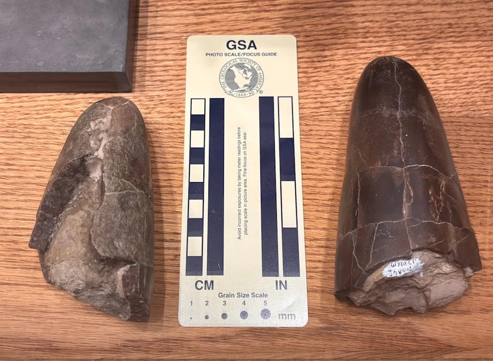“Chunkiest Squid Butt” Leads to Discovery of New 160‑Million‑Year‑Old Belemnite