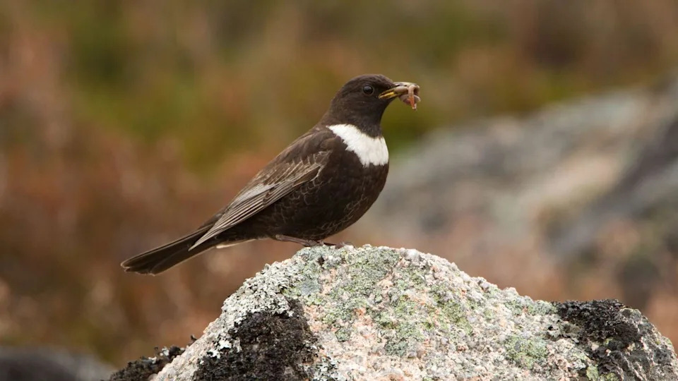 Snowdonia Valley Declared In 'Nature Emergency' — £1m Plan to Restore 4,040 Acres and Protect Rare Species