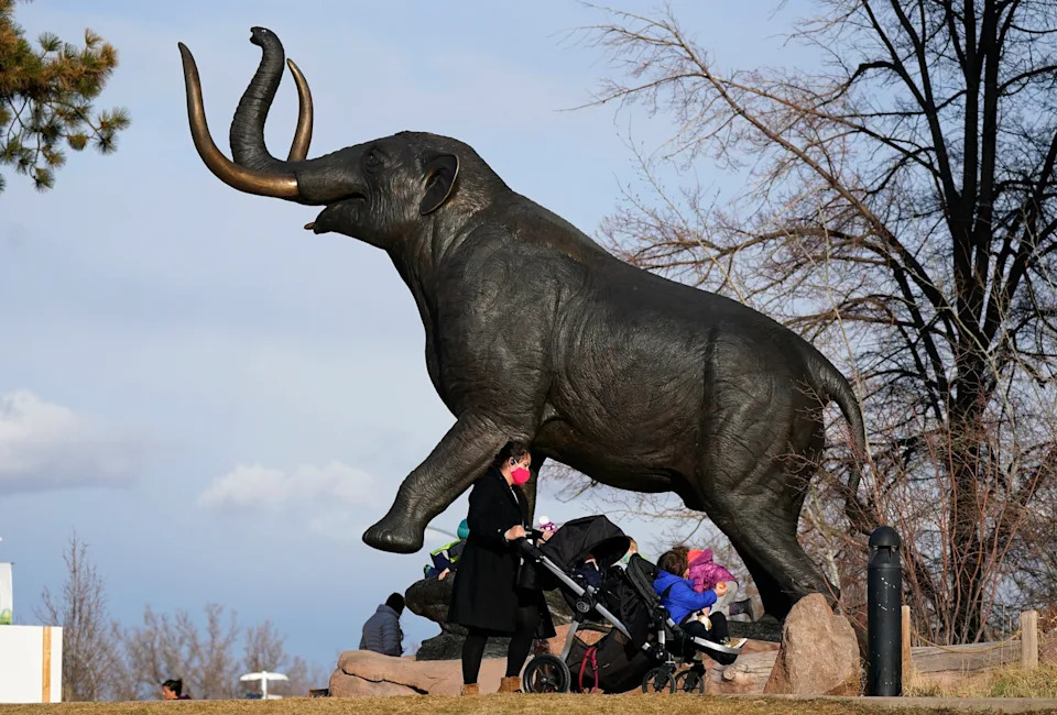 Immaculate 10,000-Year-Old Pacific Mastodon Molar Unearthed in San Mateo Creek