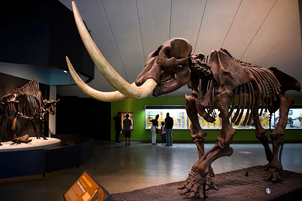 Immaculate 10,000-Year-Old Pacific Mastodon Molar Unearthed in San Mateo Creek