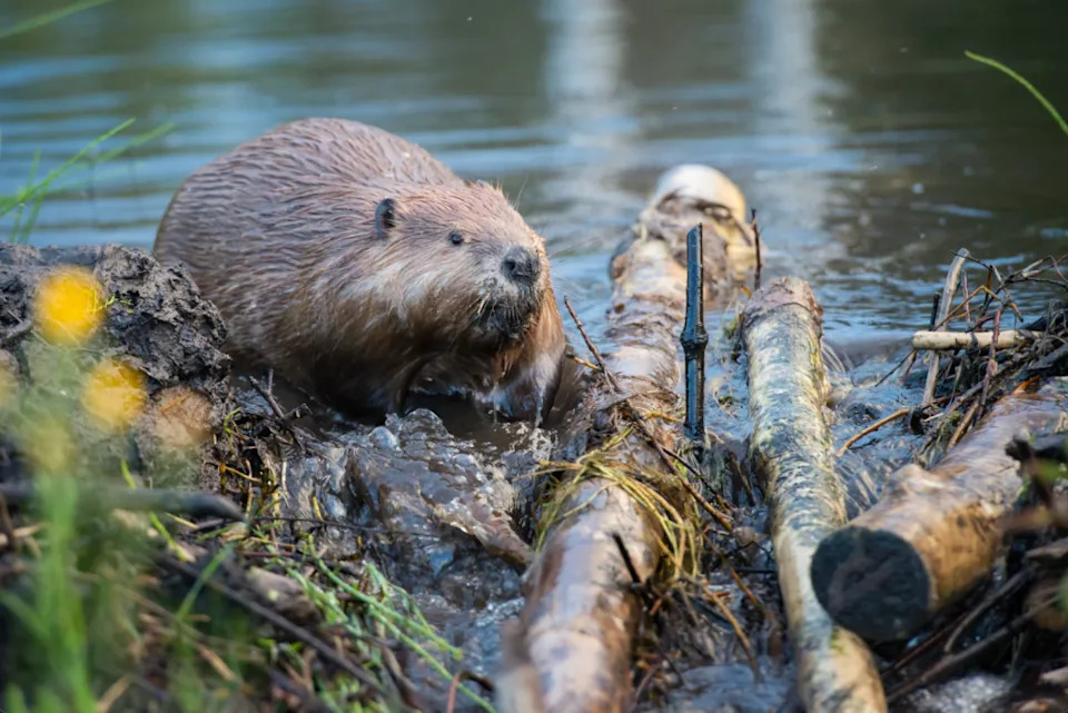 Beavers to the Rescue: How Translocated Beavers Helped Revive Utah’s Price River After Six Years
