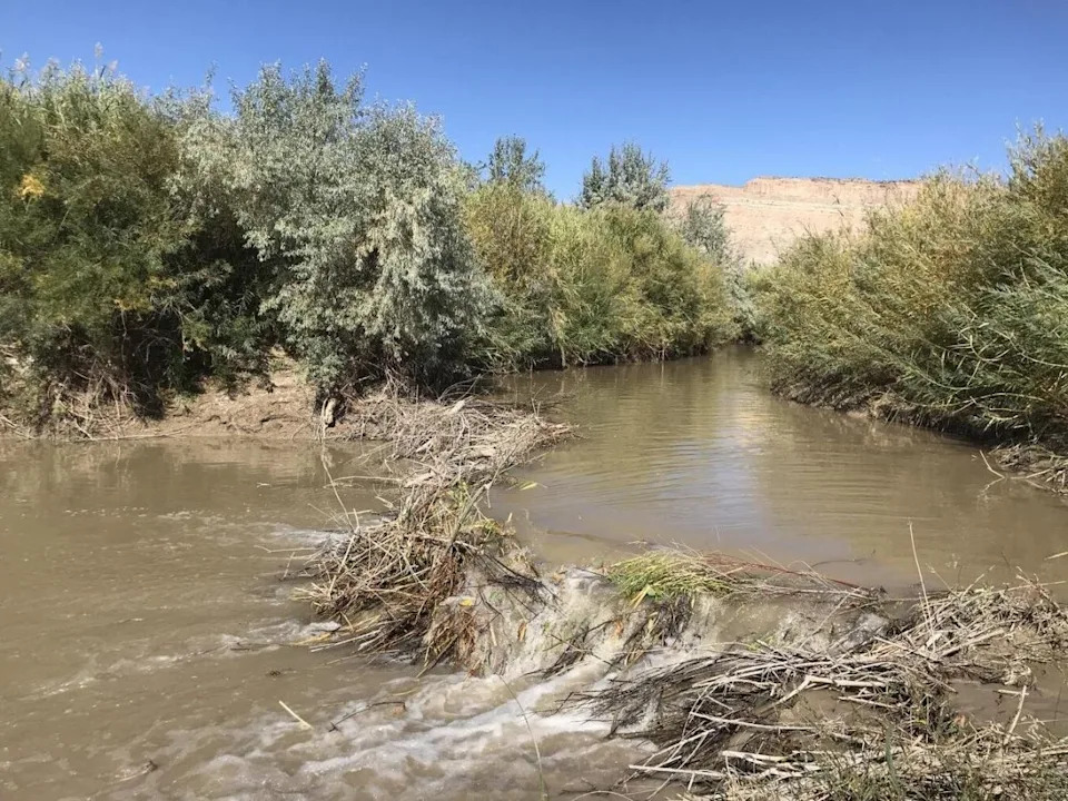 Beavers to the Rescue: How Translocated Beavers Helped Revive Utah’s Price River After Six Years