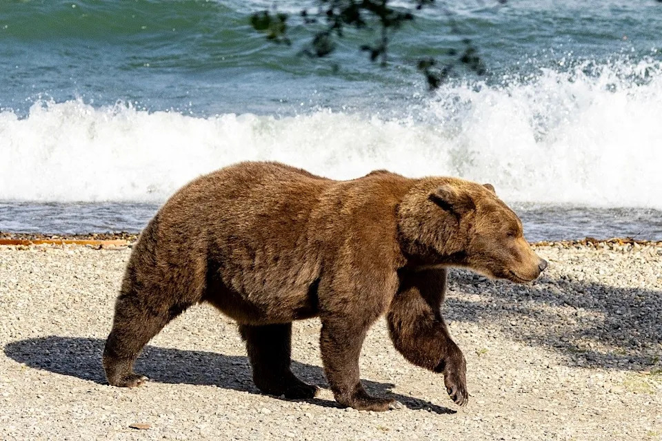 Katmai’s ‘Brady Bunch’ Bears Grow Up After Rare Wild Adoption