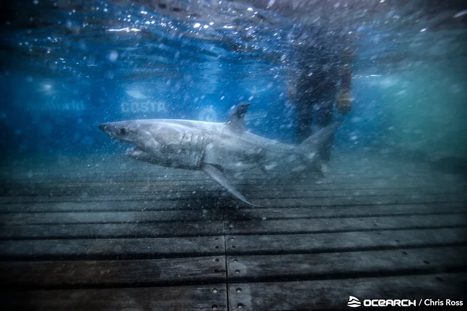 Porodično stablo belih ajkula: DNK pokazala da su dve OCEARCH obeležene jedinke brat i sestra