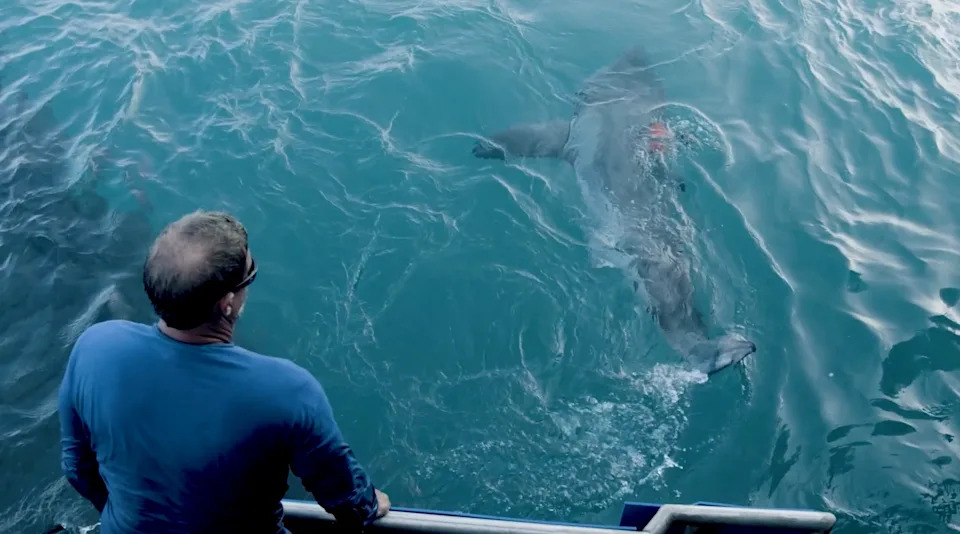 Porodično stablo belih ajkula: DNK pokazala da su dve OCEARCH obeležene jedinke brat i sestra