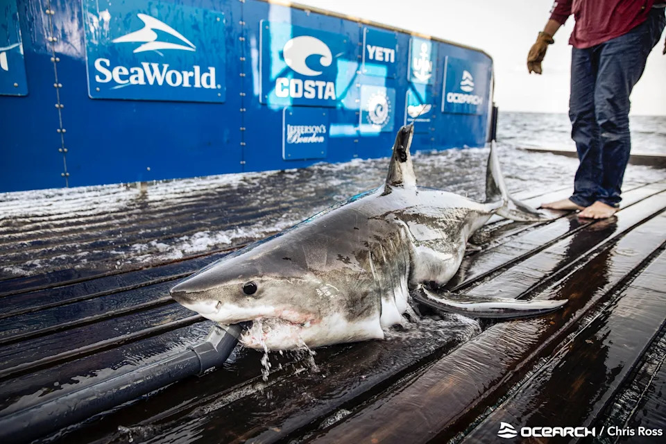 Porodično stablo belih ajkula: DNK pokazala da su dve OCEARCH obeležene jedinke brat i sestra