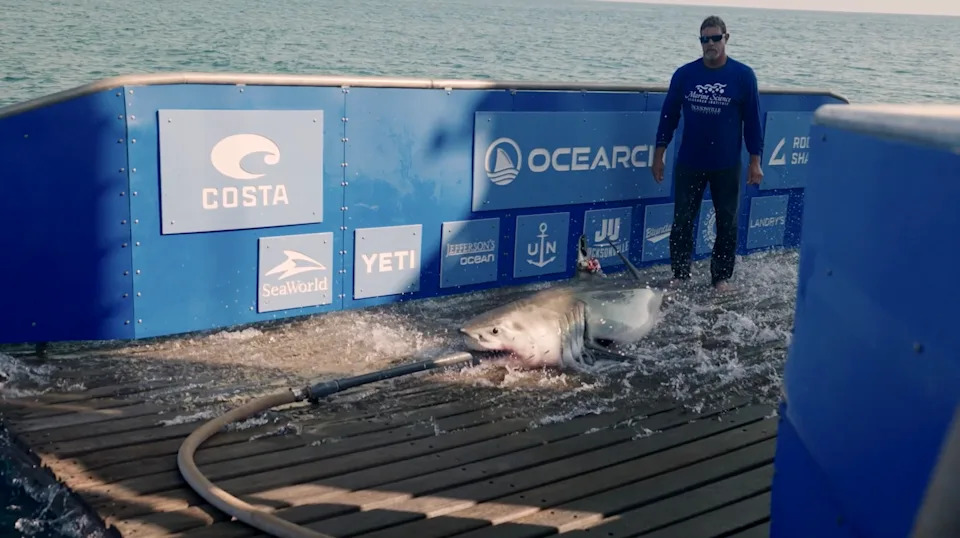 Porodično stablo belih ajkula: DNK pokazala da su dve OCEARCH obeležene jedinke brat i sestra