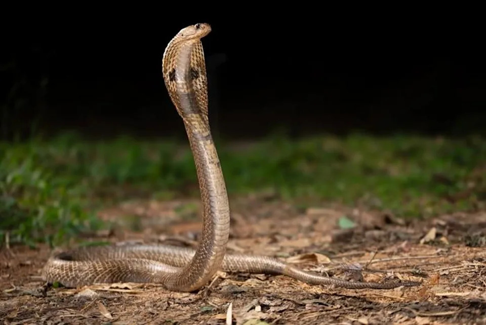 Novi rekombinantni antivenom: koktel od pet nanoteladi koji može spasiti živote od ugriza kobri