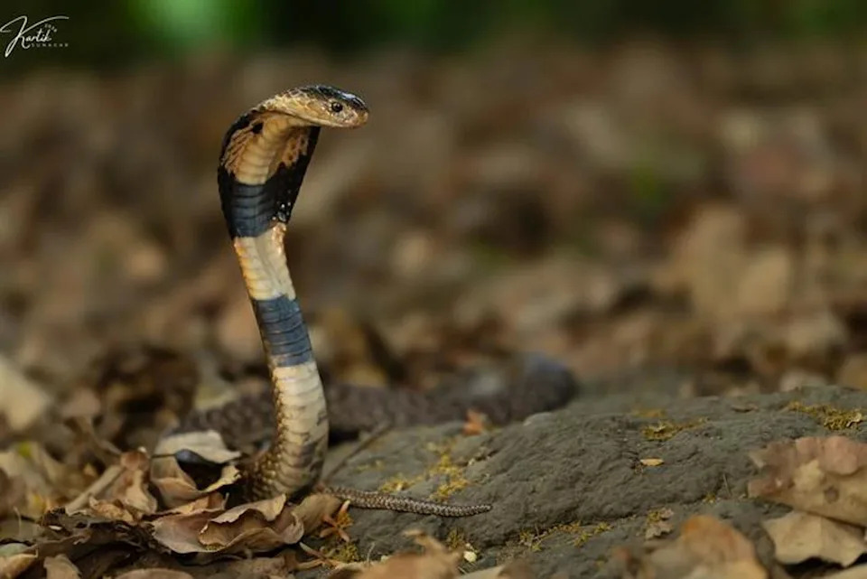 Novi rekombinantni antivenom: koktel od pet nanoteladi koji može spasiti živote od ugriza kobri