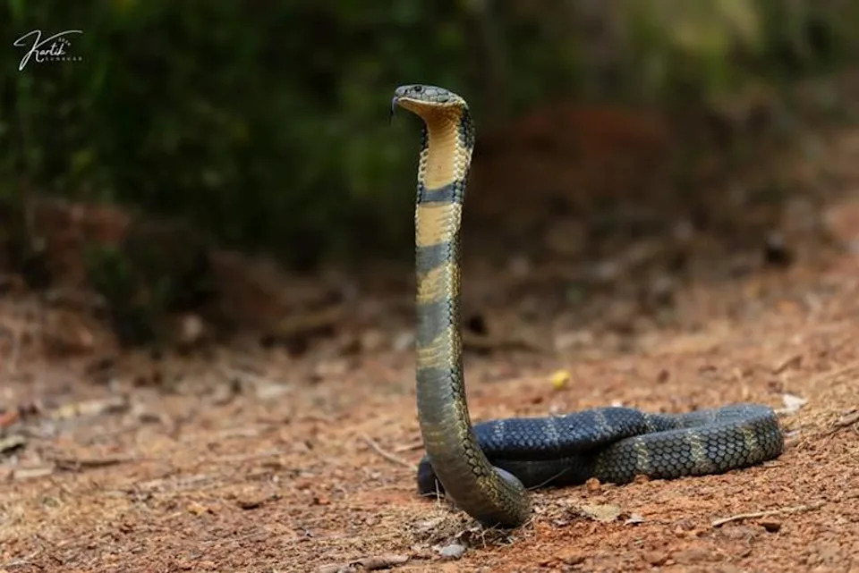 Novi rekombinantni antivenom: koktel od pet nanoteladi koji može spasiti živote od ugriza kobri