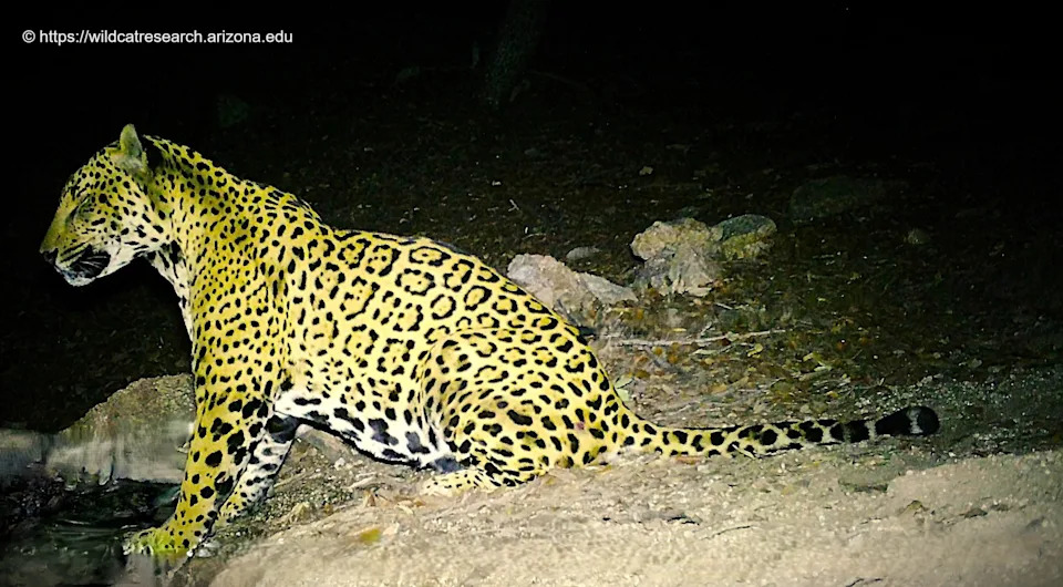 Meet Cinco — The Fifth Jaguar Documented in Arizona in 15 Years