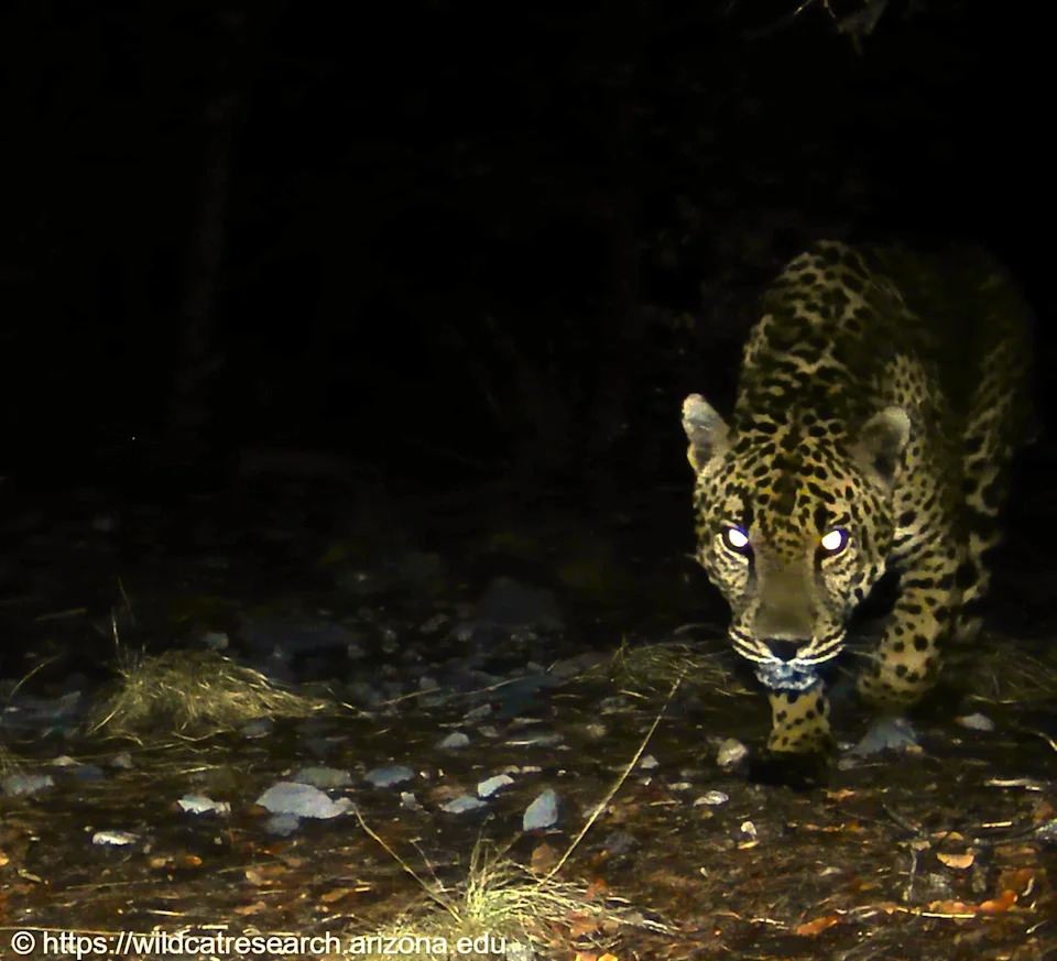 Meet Cinco — The Fifth Jaguar Documented in Arizona in 15 Years