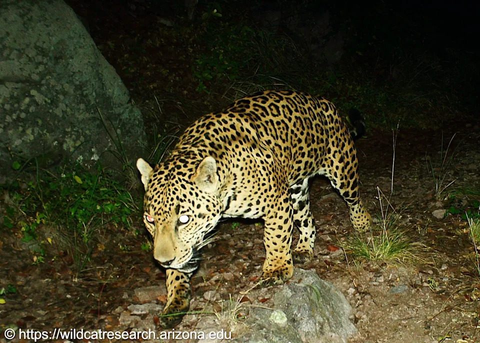 Meet Cinco — The Fifth Jaguar Documented in Arizona in 15 Years