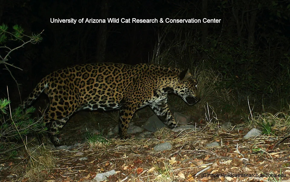 Meet Cinco — The Fifth Jaguar Documented in Arizona in 15 Years