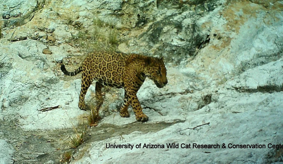 Meet Cinco — The Fifth Jaguar Documented in Arizona in 15 Years