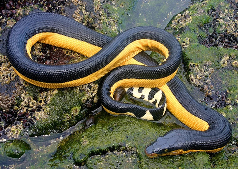 Tiny Crabs Found Hitching Rides on Sea Snakes Off Costa Rica — DNA Reveals Unexpected Species