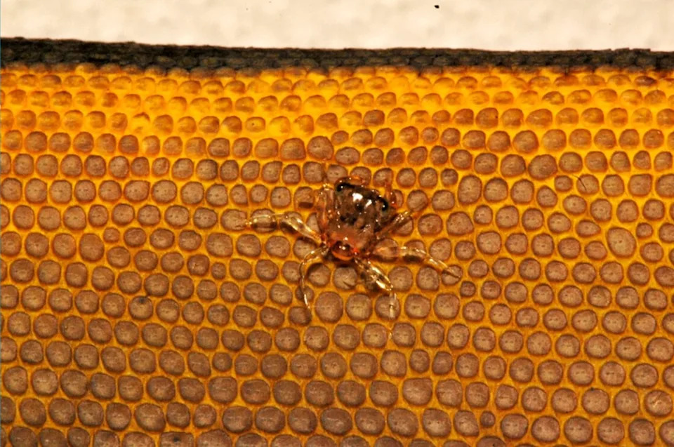 Tiny Crabs Found Hitching Rides on Sea Snakes Off Costa Rica — DNA Reveals Unexpected Species