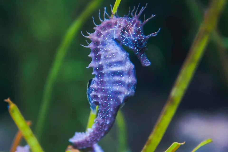 Rediscovered After 40 Years: How a Fisherwoman Helped Find the Elusive Spinach Pipefish