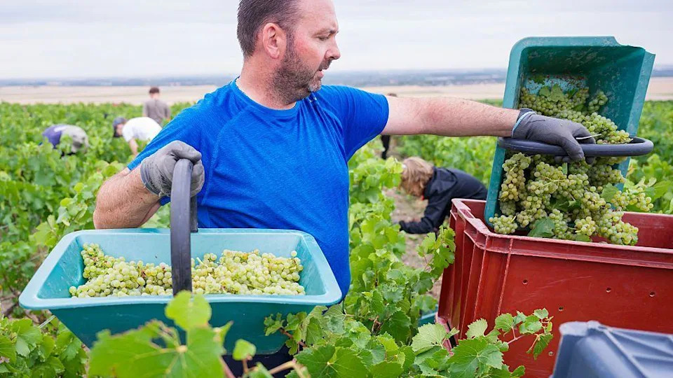 Rekordne vrućine u Francuskoj mogu učiniti šampanjac jačim — privremeno odobreno do 15% alkohola