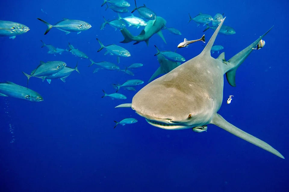 U.S. Tourist Sues Club Med After Alleged Shark Bite, Claims Delayed Care Led to Permanent Damage