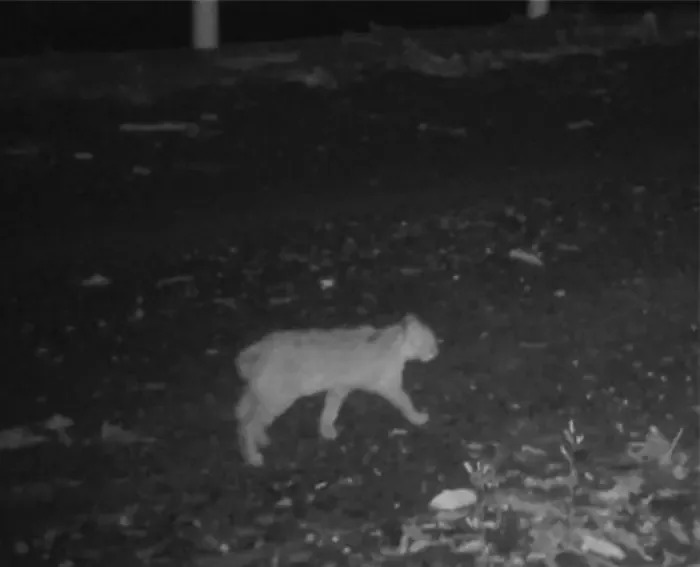 Short Tails in Critically Endangered Tsushima Leopard Cats Raise Alarm — Genome Study Finds No Recent Domestic Hybridization