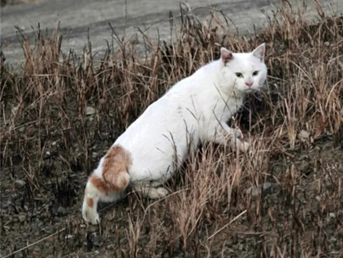 Short Tails in Critically Endangered Tsushima Leopard Cats Raise Alarm — Genome Study Finds No Recent Domestic Hybridization