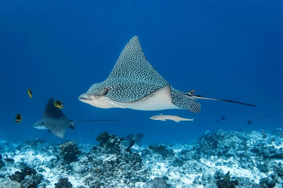 Why 100–150 Endangered Eagle Rays Gathered Beneath a Malta Tuna Farm