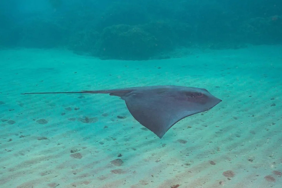 Why 100–150 Endangered Eagle Rays Gathered Beneath a Malta Tuna Farm