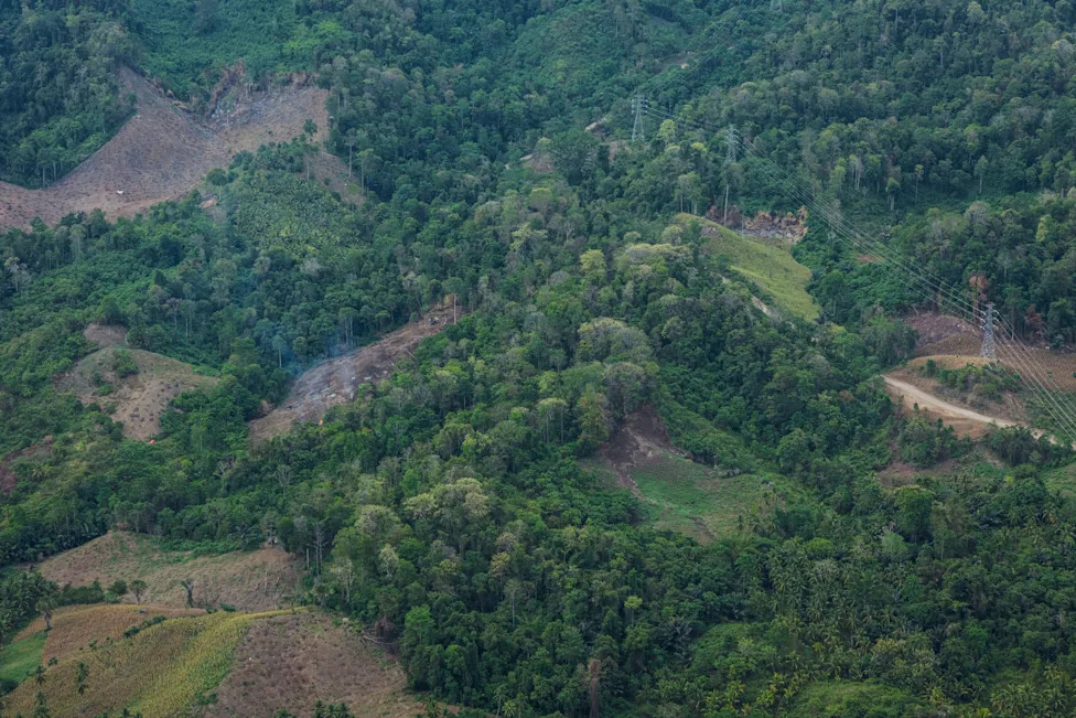 Japanska Potražnja Za Biomasom Pokreće Novi Talas Krčenja Šuma U Indoneziji