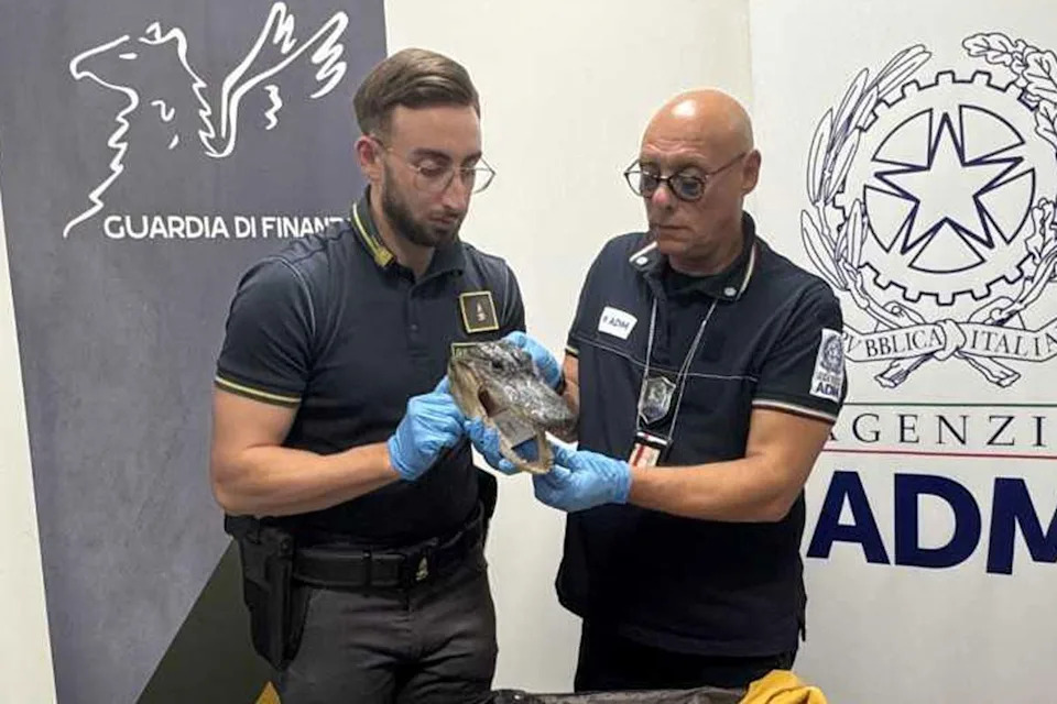 Šok Na Aerodromu U Torinu: Carinici Pronašli Osušenu Glavu Krokodila U Koferu Putnika