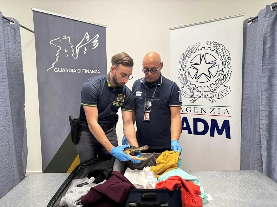 Šok Na Aerodromu U Torinu: Carinici Pronašli Osušenu Glavu Krokodila U Koferu Putnika