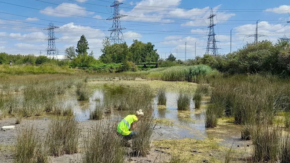 Google Data Centre Plan in Thurrock Sparks Fears for Rare Plant and Bumblebee Habitat