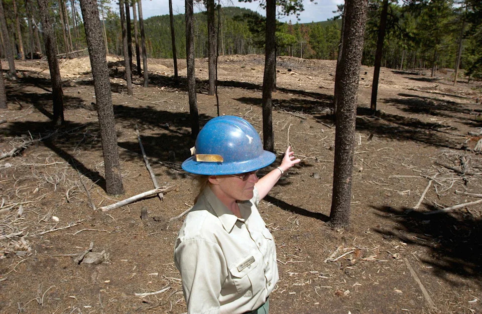 Wildfire Strategy Should Be Connected, Not Competitive: Why Suppression, Thinning and Managed Burns Must Work Together