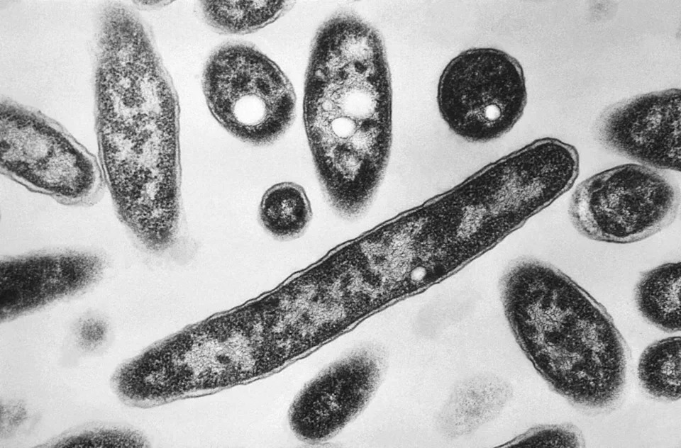 Legionella Detected in Yankee Stadium Cooling Tower Amid South Bronx Legionnaires' Cluster