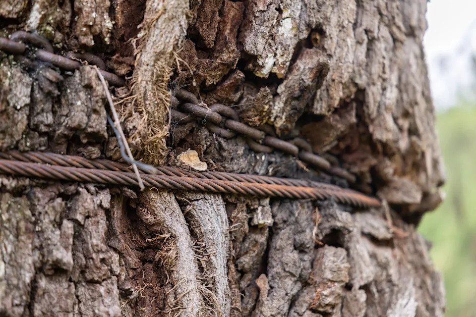 Supersonic Air and Lightning Rods: How Arborists Are Saving a 300-Year-Old Eutaw Springs Oak