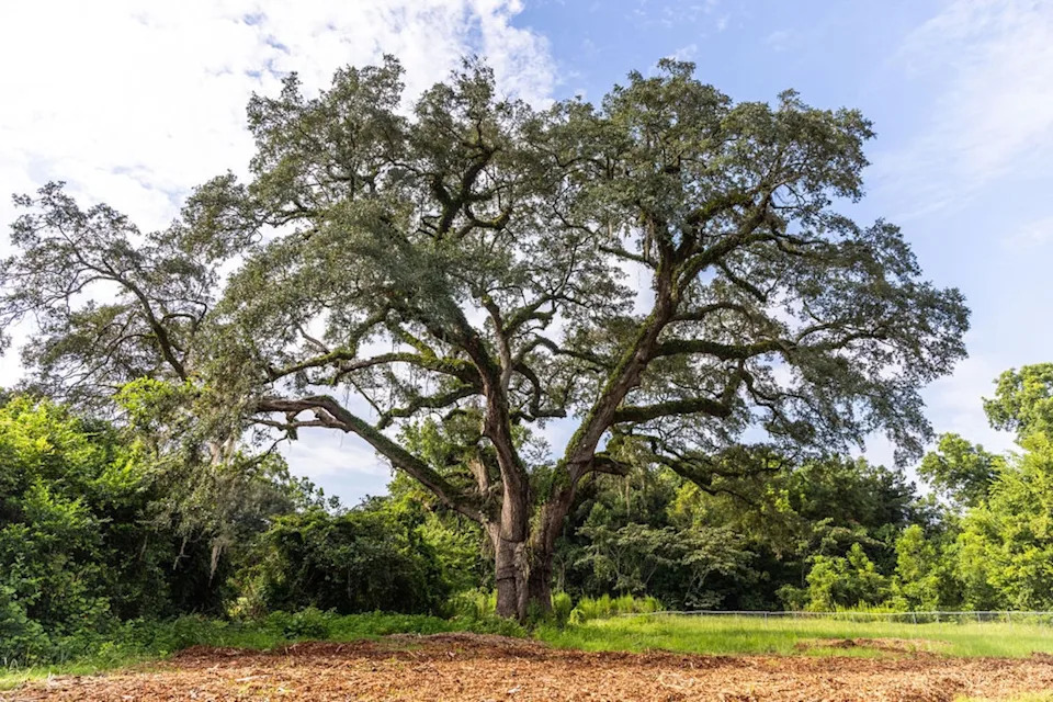 Supersonic Air and Lightning Rods: How Arborists Are Saving a 300-Year-Old Eutaw Springs Oak