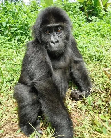 Rescued Gorilla Lulingu Becomes Mother After Rewilding — A Vital Boost For Critically Endangered Eastern Lowland Gorillas