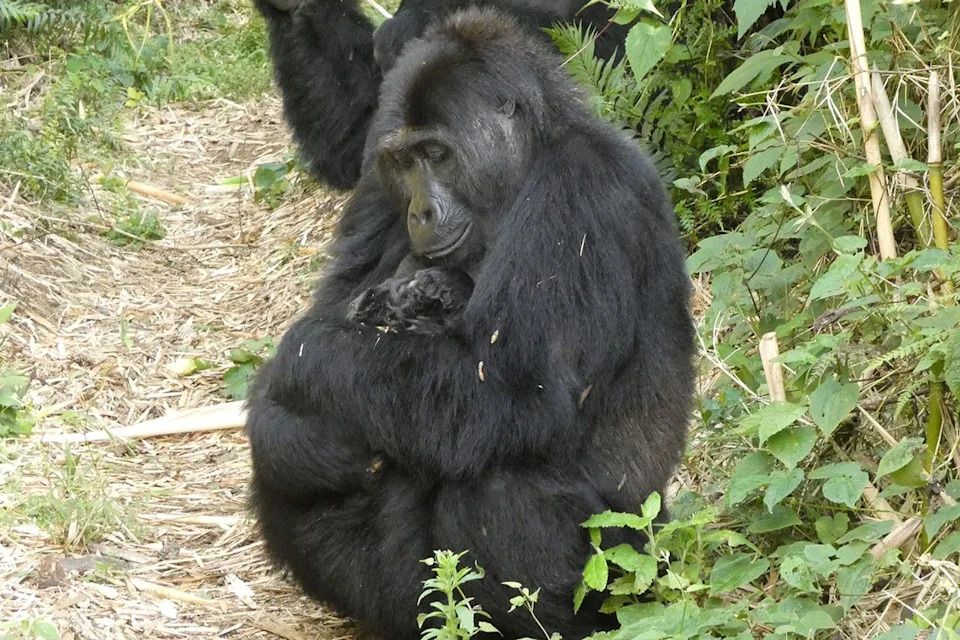 Rescued Gorilla Lulingu Becomes Mother After Rewilding — A Vital Boost For Critically Endangered Eastern Lowland Gorillas